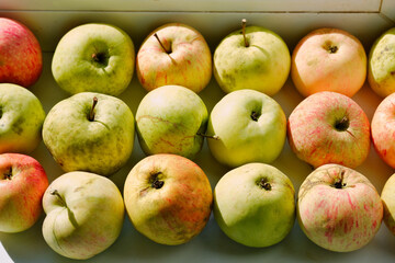 Seasonal local apples on bright sunlight. Fruit background.