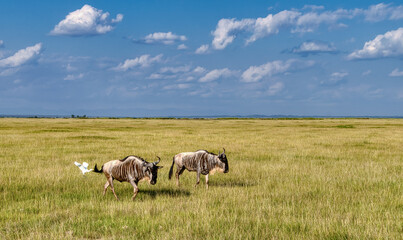Kenya is a country in East Africa with a coastline on the Indian Ocean.