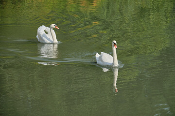 A sibilant swan with an elegantly curved neck, floating on the dark surface of the water. The sibilant swan (Latin Cygnus olor) is a bird from the duck family.