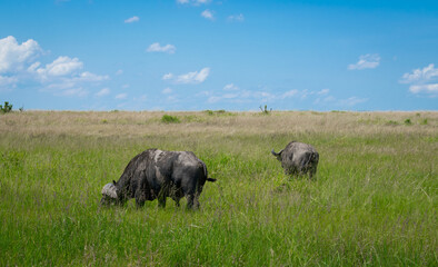 Kenya is a country in East Africa with a coastline on the Indian Ocean.