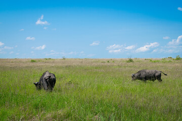 Kenya is a country in East Africa with a coastline on the Indian Ocean.