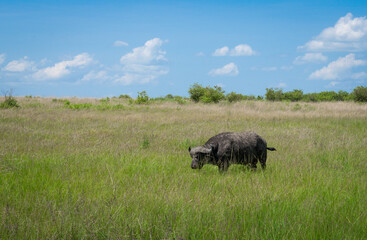 Kenya is a country in East Africa with a coastline on the Indian Ocean.