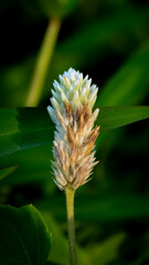 Obraz premium Prostrate Globe Amaranth, flower in bloom