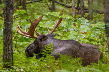Bull Alaska Yukon Moose in Autumn in Alaska