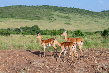 Kenya is a country in East Africa with a coastline on the Indian Ocean.