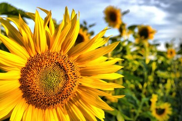 Naklejka premium Close-up of a sunflower blossom in a sunflower meadow