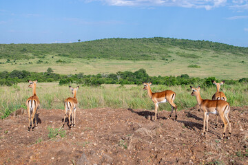 Kenya is a country in East Africa with a coastline on the Indian Ocean.
