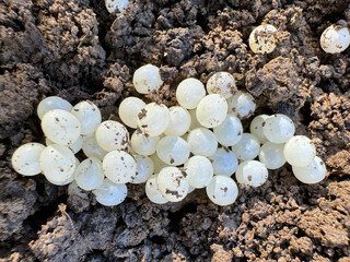 Eggs of the spanish snail on the background of the soil. Selective focus.