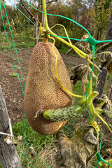 An overripe seed cucumber is ready for seed collection.