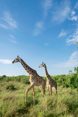 Kenya is a country in East Africa with a coastline on the Indian Ocean.