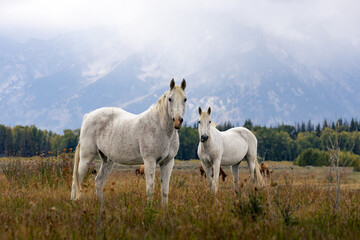 Two majestic white horses stand in a serene meadow with misty mountains in the background. A peaceful rural scene, perfect for nature, wildlife, and equestrian themes in outdoor photography.