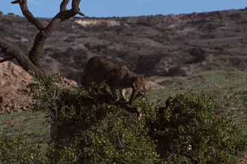 the mystery of nature with photography of a wildcat, capturing its wild elegance in its natural environment, perfect for wildlife lovers.