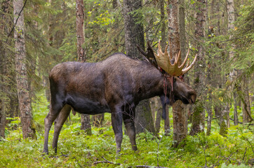 Bull Alaska Yukon Moose in Autumn in Alaska
