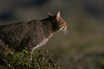 the mystery of nature with photography of a wildcat, capturing its wild elegance in its natural...