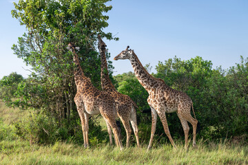 Kenya is a country in East Africa with a coastline on the Indian Ocean.