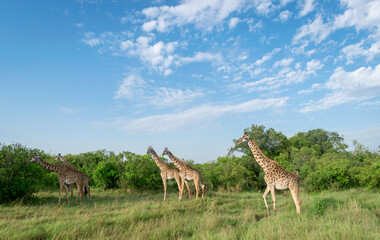 Kenya is a country in East Africa with a coastline on the Indian Ocean.