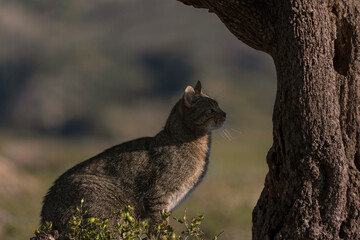 the mystery of nature with photography of a wildcat, capturing its wild elegance in its natural environment, perfect for wildlife lovers.