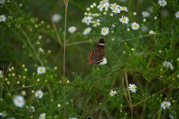 buckeye butterfly on a flower