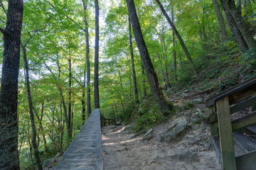 wooden bridge in the forest