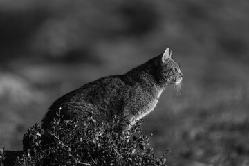 the mystery of nature with photography of a wildcat, capturing its wild elegance in its natural...