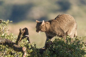 the mystery of nature with photography of a wildcat, capturing its wild elegance in its natural environment, perfect for wildlife lovers.