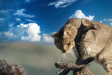 the mystery of nature with photography of a wildcat, capturing its wild elegance in its natural environment, perfect for wildlife lovers.