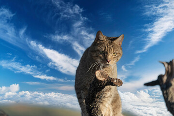 the mystery of nature with photography of a wildcat, capturing its wild elegance in its natural...