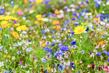 Flower meadow with colorful wildflowers in summer