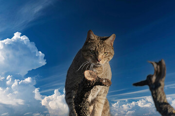 the mystery of nature with photography of a wildcat, capturing its wild elegance in its natural...