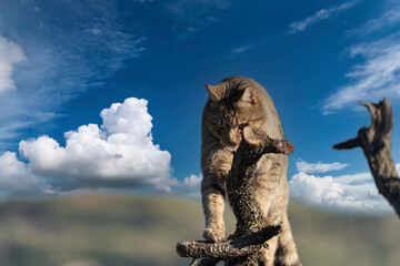 the mystery of nature with photography of a wildcat, capturing its wild elegance in its natural...