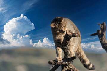 the mystery of nature with photography of a wildcat, capturing its wild elegance in its natural...