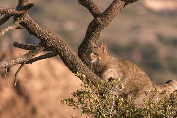the mystery of nature with photography of a wildcat, capturing its wild elegance in its natural environment, perfect for wildlife lovers.