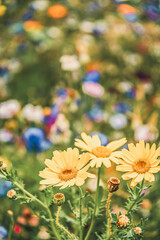 Flower meadow with colorful wildflowers in summer