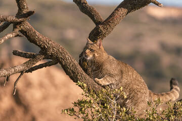 the mystery of nature with photography of a wildcat, capturing its wild elegance in its natural...