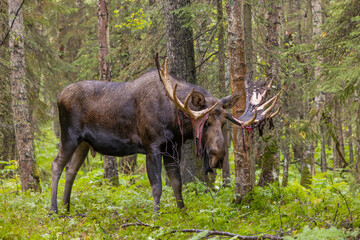Bull Alaska Yukon Moose in Autumn in Alaska