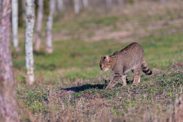 the mystery of nature with photography of a wildcat, capturing its wild elegance in its natural environment, perfect for wildlife lovers.
