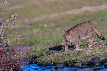 the mystery of nature with photography of a wildcat, capturing its wild elegance in its natural environment, perfect for wildlife lovers.