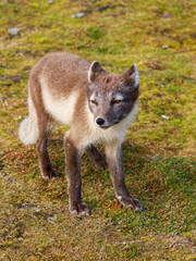 Arctic Fox Cub during the Summer, Gnålodden, Hornsund fjord, Spitzbergen, Svalbard