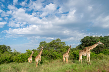 Kenya is a country in East Africa with a coastline on the Indian Ocean.
