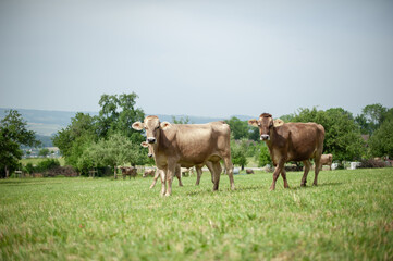 Cows Against the Majestic Alps.
Cows Grazing in an Alpine Meadow.
Mountain Farm Life: Cows on a Green Pasture.
Cows Among Alpine Meadows. Animals and Nature: Cows Surrounded by Mountain Landscapes