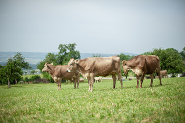 Cows Against the Majestic Alps.
Cows Grazing in an Alpine Meadow.
Mountain Farm Life: Cows on a Green Pasture.
Cows Among Alpine Meadows. Animals and Nature: Cows Surrounded by Mountain Landscapes