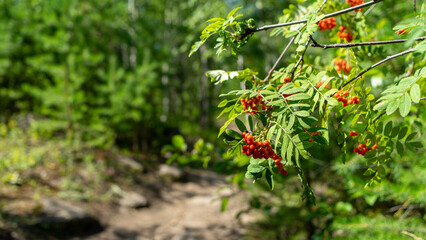 Rowan branches with orange and red berries on background of green woodland with copy space for...