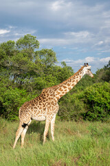 Kenya is a country in East Africa with a coastline on the Indian Ocean.