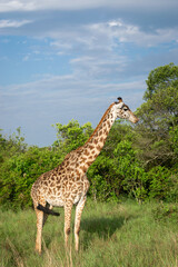 Kenya is a country in East Africa with a coastline on the Indian Ocean.