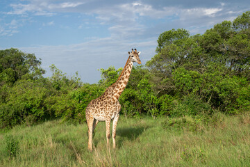 Kenya is a country in East Africa with a coastline on the Indian Ocean.