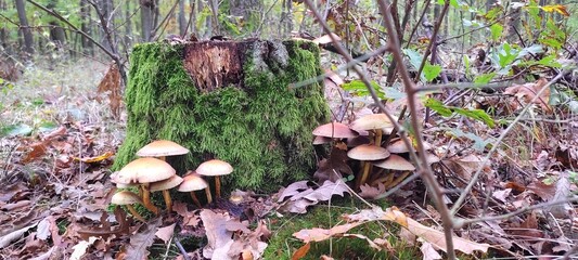 mushrooms in the forest
