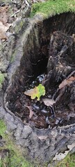spring in the forest