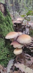 mushrooms in the forest