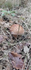 mushroom in the grass