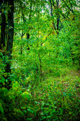 Road in the autumn forest , green trees and orange road . Leaves on the ground . Summer and autumn landscape , vertical landscape . Forest flora , no people in the frame . Yellow forest , old road . 